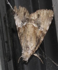 Alophosoma emmelopis