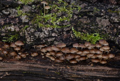 Mycena tintinnabulum