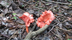 Cantharellus coccolobae