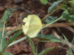 Eurema hecabe solifera