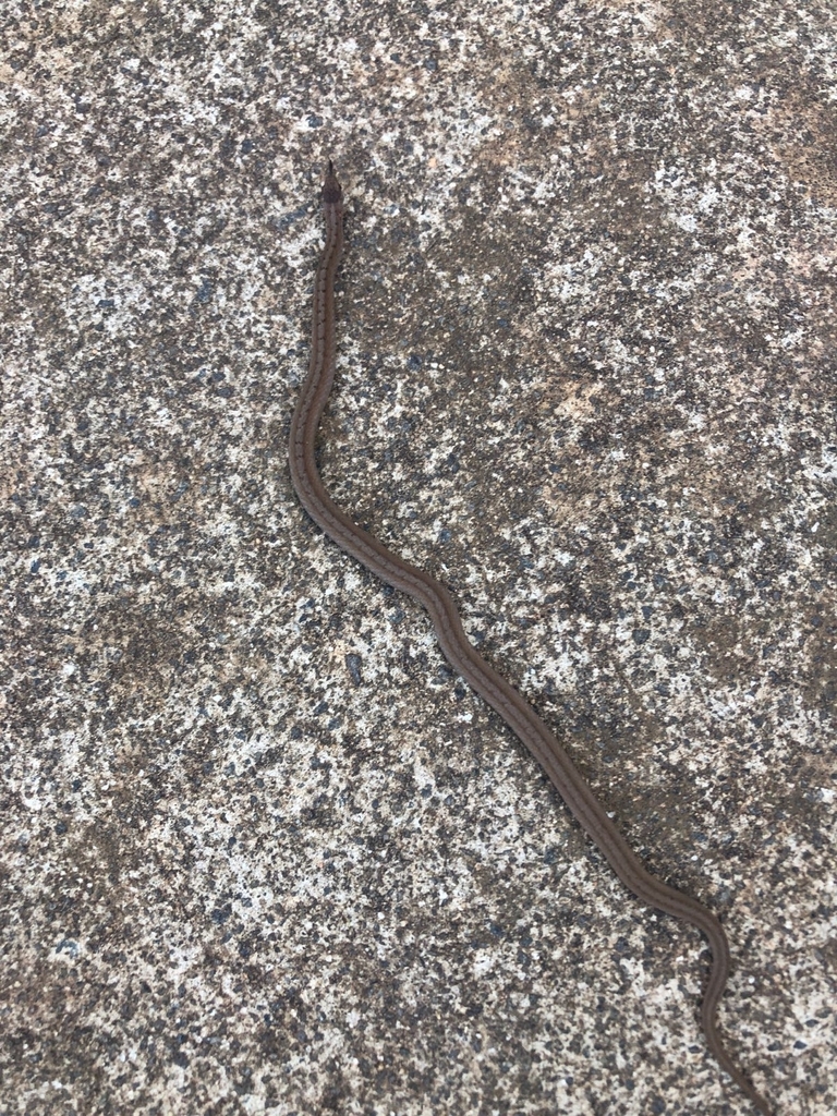 American Brown Snakes from Garner, NC, USA by Race Bannon · iNaturalist