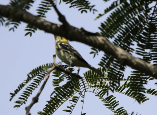 Black-throated Green Warbler (Setophaga virens)
