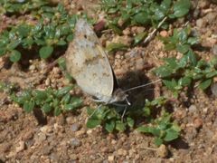 Junonia hierta cebrene