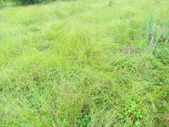 Carex echinata