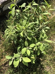 Pluchea carolinensis