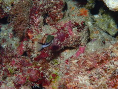 Canthigaster callisterna