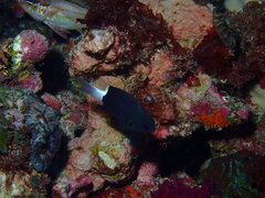 Pycnochromis margaritifer