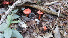 Cantharellus coccolobae