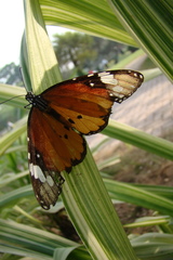 Danaus chrysippus