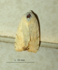 Xanthodes albago
