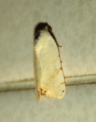 Xanthodes albago