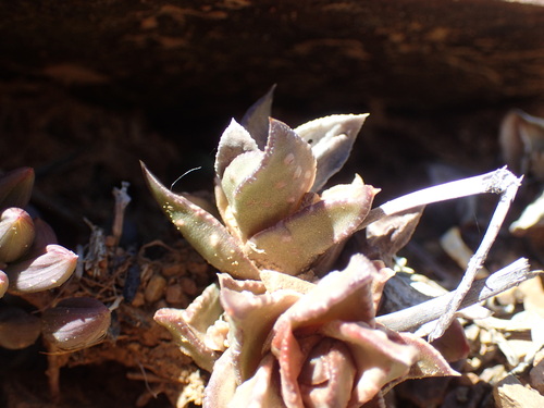 Astroloba bullulata