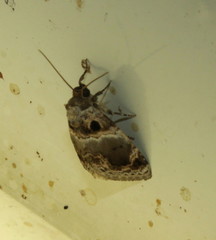 Protarache melaphora