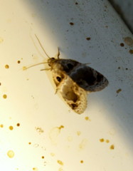 Protarache melaphora