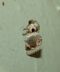 Protarache melaphora