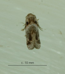 Protarache melaphora