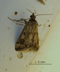 Tegostoma comparalis