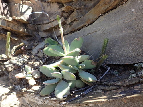 Crassula cotyledonis