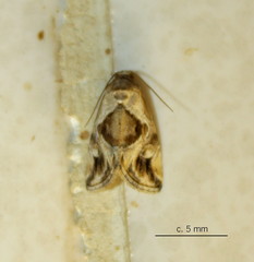 Deltote johnjoannoui