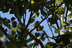 Ramphotrigon flammulatum