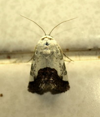 Acontia