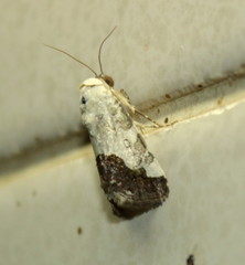 Acontia