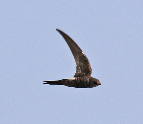 Pacific Swift