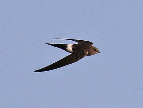Pacific Swift
