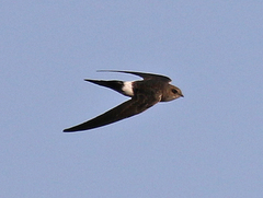 Pacific Swift photo 4