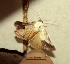 Acontia