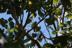 Ramphotrigon flammulatum