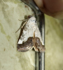 Acontia