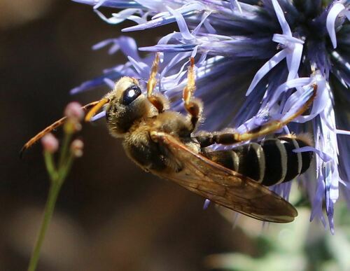 Representative image of Halictus brunnescens