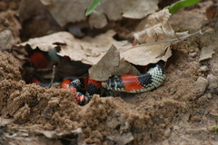 Xenodon matogrossensis