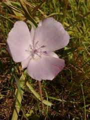 Calochortus uniflorus