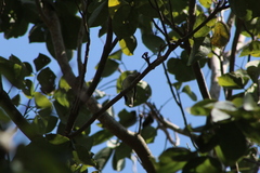 Ramphotrigon flammulatum