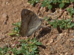 Junonia hierta cebrene