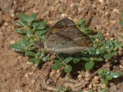 Junonia hierta cebrene