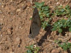 Junonia hierta cebrene