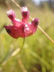 Trifolium depauperatum