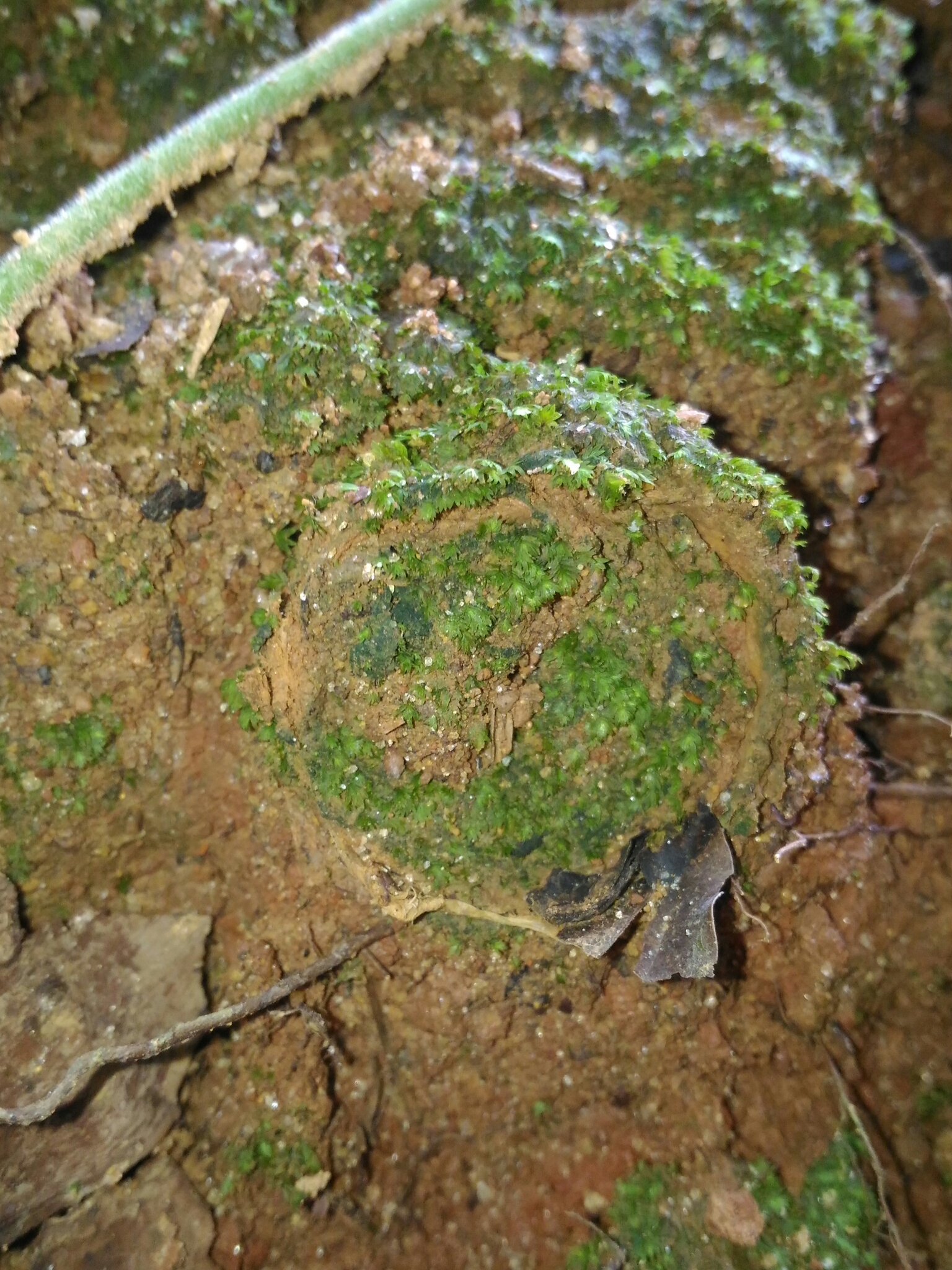 Actinopus pusillus Mello-Leitão, 1920