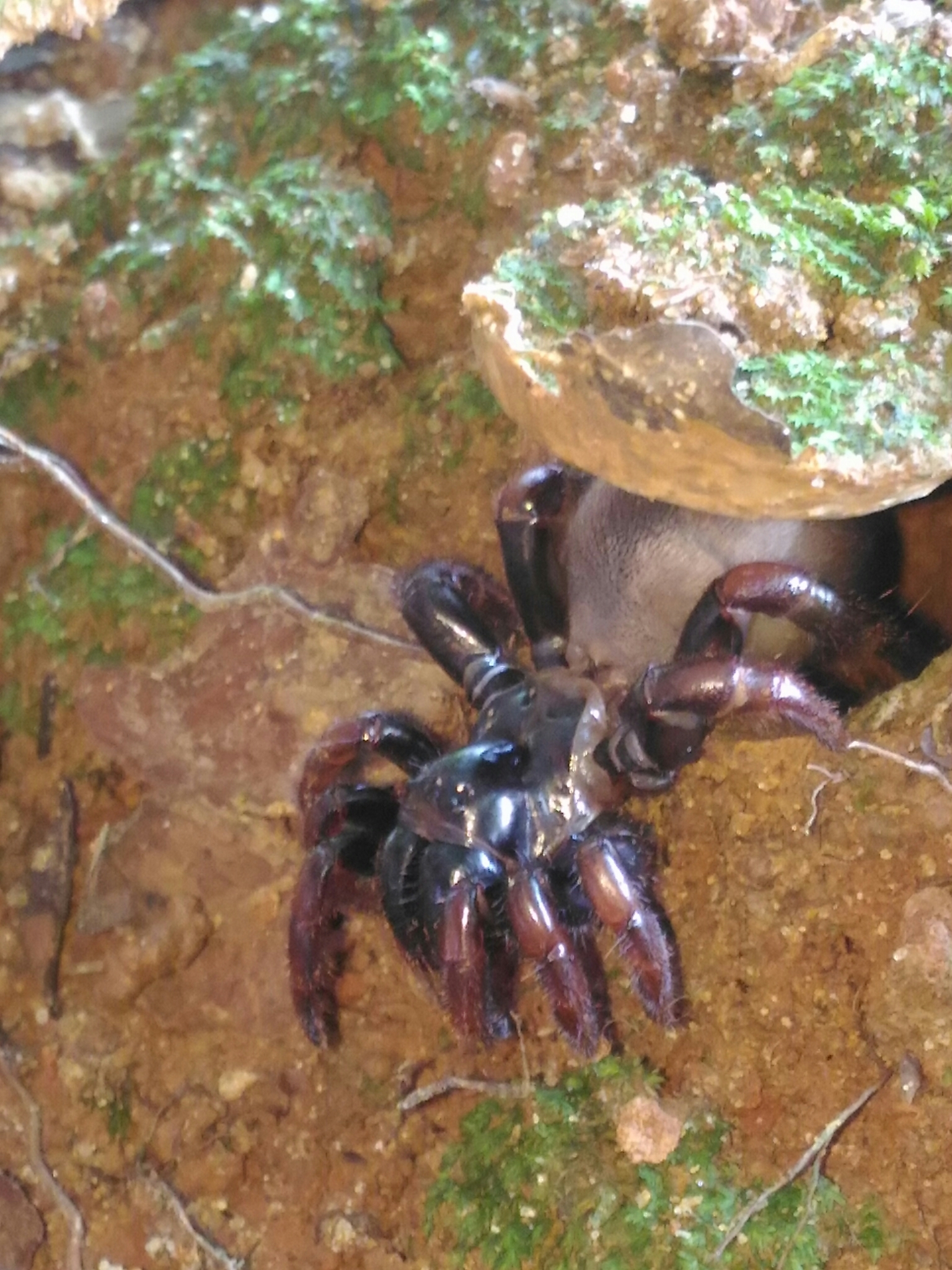 Actinopus pusillus Mello-Leitão, 1920