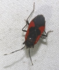 Delacampius lateralis