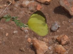 Eurema hecabe solifera