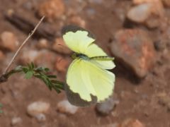 Eurema hecabe solifera
