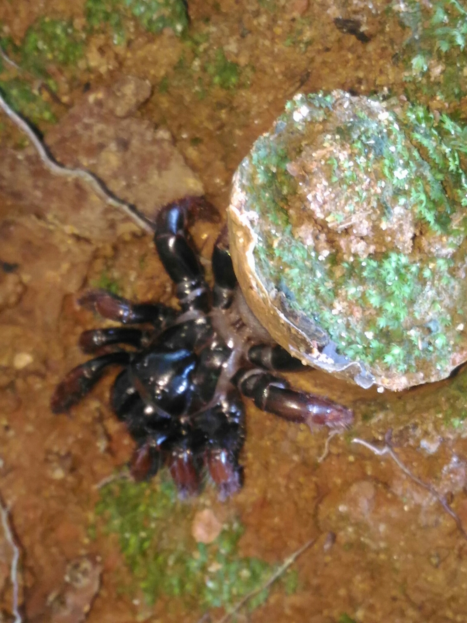 Actinopus pusillus Mello-Leitão, 1920