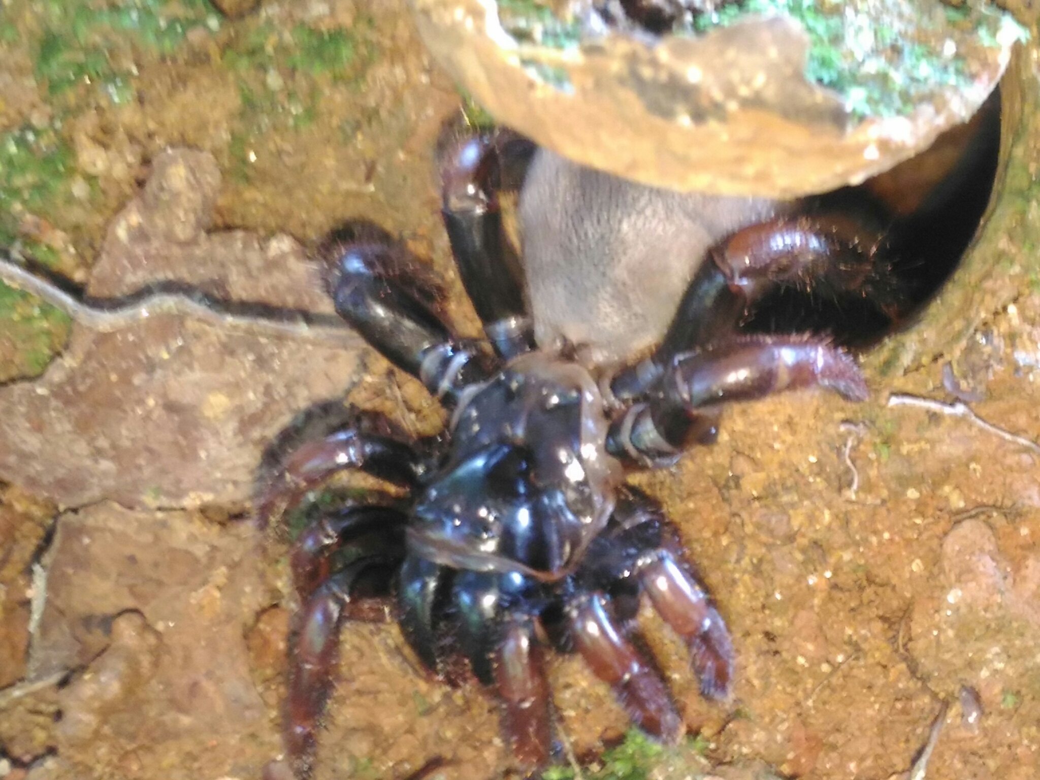 Actinopus pusillus Mello-Leitão, 1920
