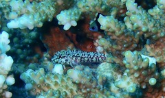 Enneapterygius howensis