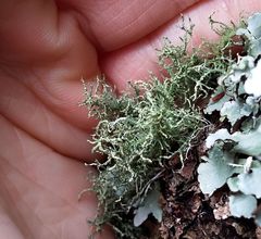 Usnea esperantiana