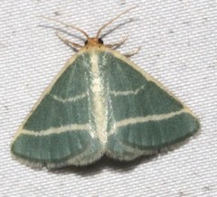 Mixocera latilineata